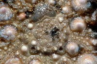 口鰓海膽藏品圖，第3張