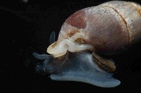 臺灣豆蝸牛藏品圖，第4張