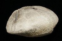 脊背壺海膽藏品圖，第3張