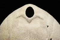 脊背壺海膽藏品圖，第4張