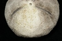脊背壺海膽藏品圖，第6張