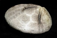 脊背壺海膽藏品圖，第7張