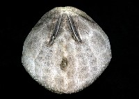 脊背壺海膽藏品圖，第8張