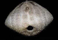 脊背壺海膽藏品圖，第9張
