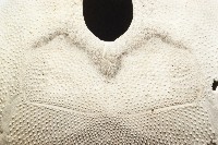 脊背壺海膽藏品圖，第12張