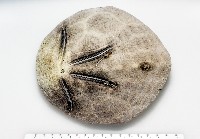 脊背壺海膽藏品圖，第13張