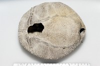 脊背壺海膽藏品圖，第14張
