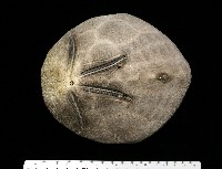 脊背壺海膽藏品圖，第17張
