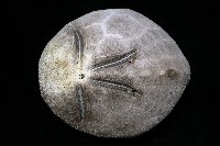 脊背壺海膽藏品圖，第18張