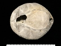 脊背壺海膽藏品圖，第19張