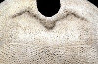 脊背壺海膽藏品圖，第22張