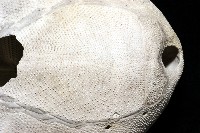 脊背壺海膽藏品圖，第23張