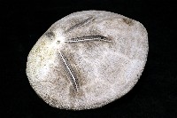 脊背壺海膽藏品圖，第24張