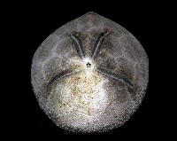 脊背壺海膽藏品圖，第25張