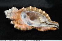 象鼻法螺藏品圖，第1張