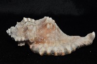 象鼻法螺藏品圖，第2張