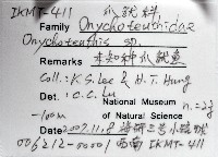 未知種爪魷藏品圖，第12張