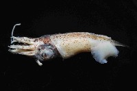 翼魷魚藏品圖，第2張