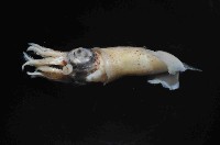 翼魷魚藏品圖，第4張