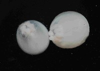 未知種水母類藏品圖，第2張