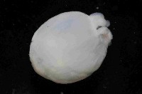 未知種水母類藏品圖，第4張