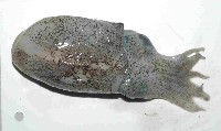 日本無針烏賊藏品圖，第1張