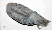 日本無針烏賊藏品圖，第2張