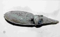 日本無針烏賊藏品圖，第3張