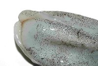 日本無針烏賊藏品圖，第4張