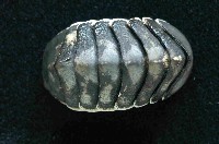 未知種深海石鱉藏品圖，第2張