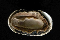 未知種深海石鱉藏品圖，第3張