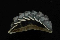 未知種深海石鱉藏品圖，第4張