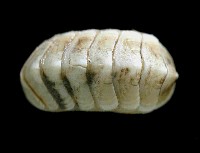 未知種深海石鱉藏品圖，第2張