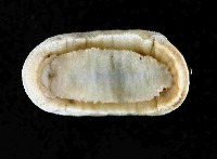 未知種深海石鱉藏品圖，第4張