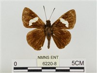 連紋袖弄蝶臺灣亞種藏品圖，第1張