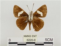 連紋袖弄蝶臺灣亞種藏品圖，第2張