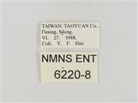 連紋袖弄蝶臺灣亞種藏品圖，第3張