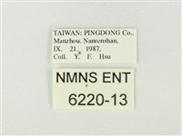 暗色紫灰蝶藏品圖，第3張