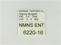 小紫灰蝶藏品圖，第3張