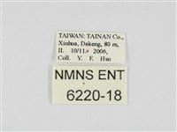 小黃星弄蝶藏品圖，第3張