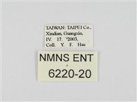 小黃星弄蝶藏品圖，第3張