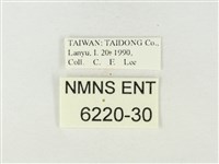 銀帶三尾灰蝶藏品圖，第3張