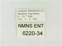 暗色紫灰蝶藏品圖，第3張