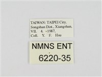 小黃星弄蝶藏品圖，第3張