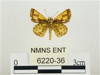 小黃星弄蝶藏品圖，第2張