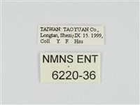 小黃星弄蝶藏品圖，第3張