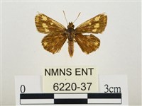 小黃星弄蝶藏品圖，第1張