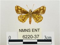 小黃星弄蝶藏品圖，第2張