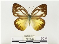 黃裙脈粉蝶藏品圖，第1張