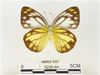 黃裙脈粉蝶藏品圖，第2張